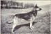 German_Shepherd_Dog_from_1915